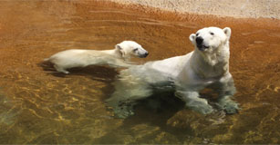 image of two polar bears